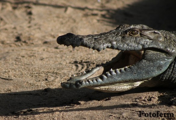 malawi 595 (FILEminimizer)